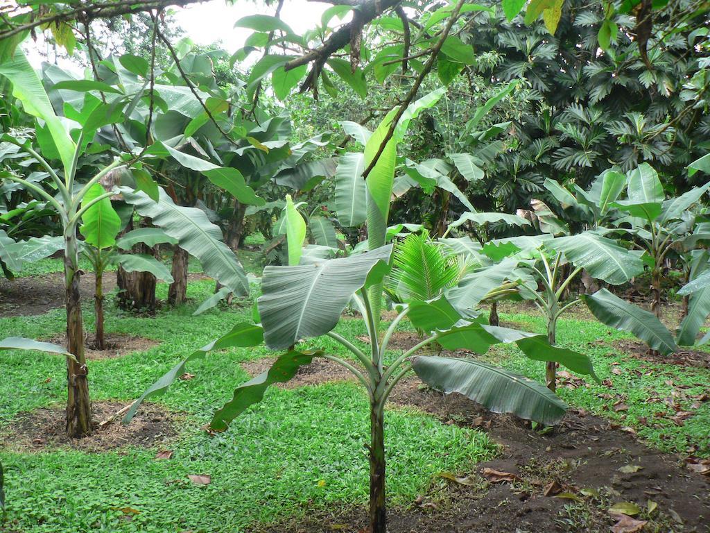 Hotel Roca Negra Del Arenal La Fortuna Buitenkant foto